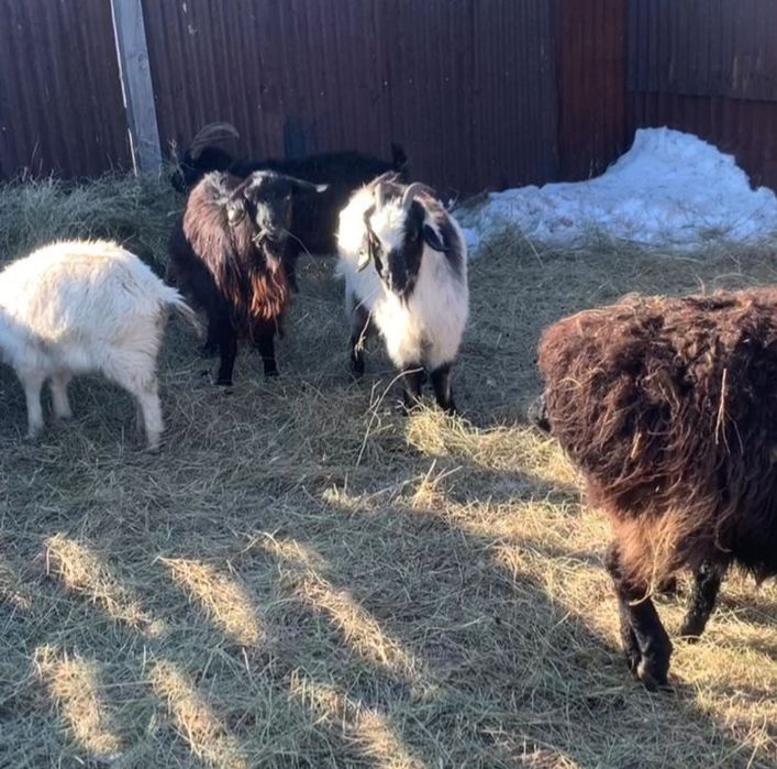 Ешкілер сатылады