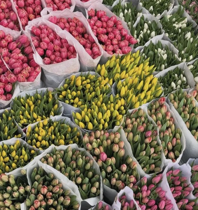 Тюльпаны оптор и в розницу  лучшего качества