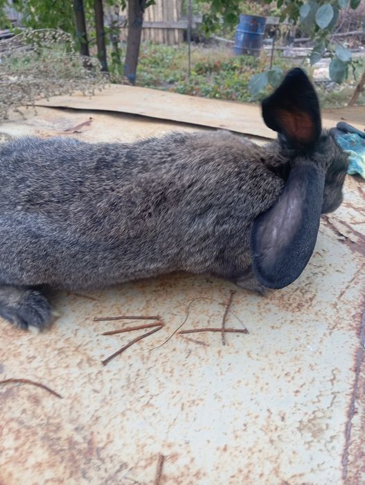 Продам  взрослых кроликов.