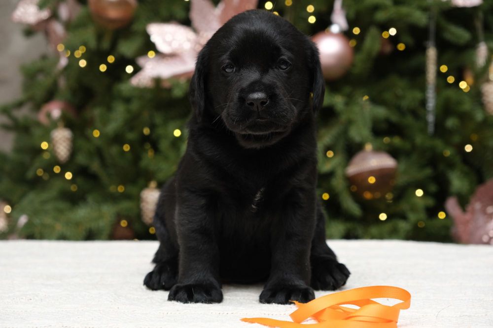 Щенки лабрадора ретривера