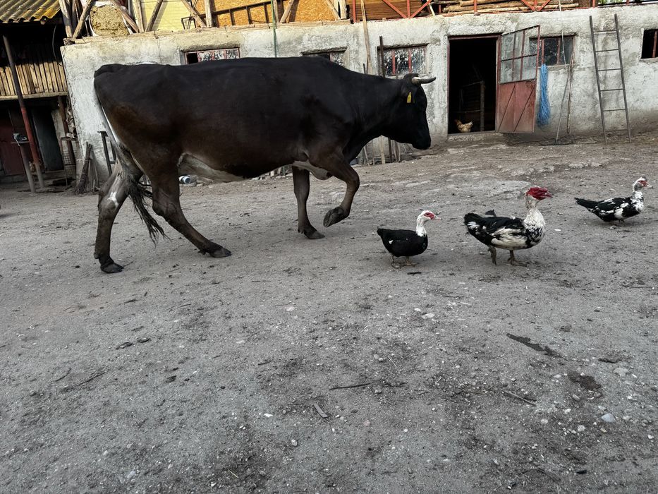 Vaca  bruna talie mare