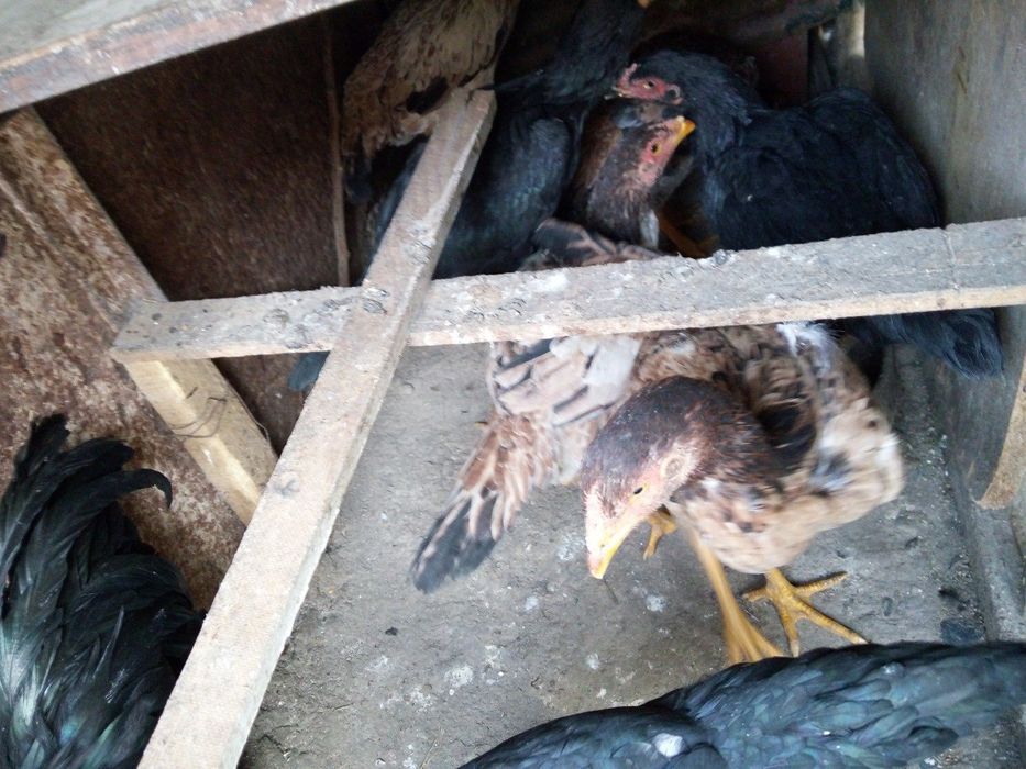 Продам молодых курей породы дакан корея