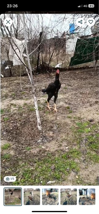 дакан кораз сатылады