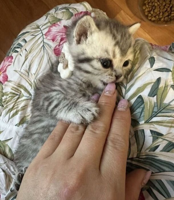 Британские котята мальчики