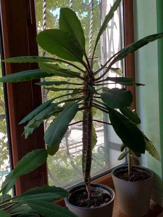 Продам комнатные растения.