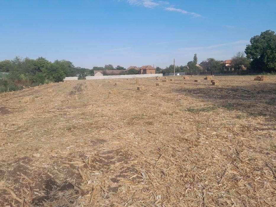 Baloti de coceni de vânzare