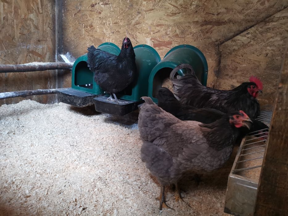 Oua de incubat si pui din  rasa de gaini  Australorp negru si  albastru