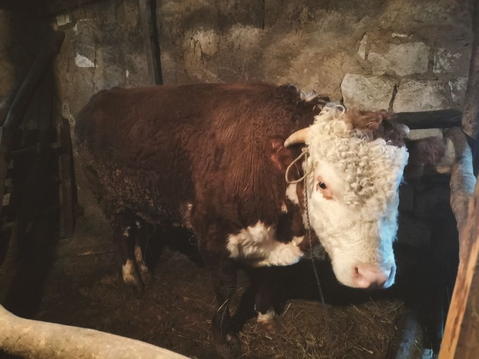 продам бычков белоголовой породы