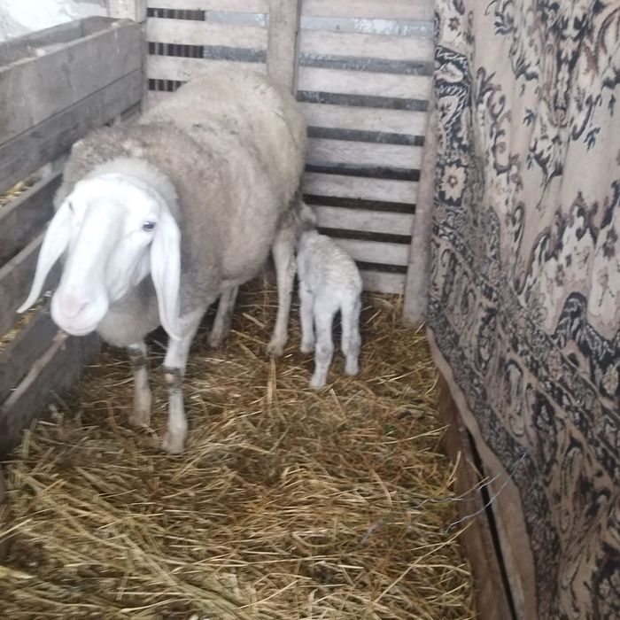 Oi de vânzare Bergamasca