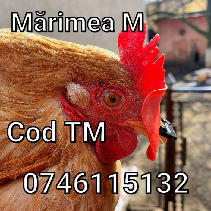 TM-Ochelari FARA STRAPUNGERE NAZALA pt Gaini Fazani Cocosi Pauni Curci