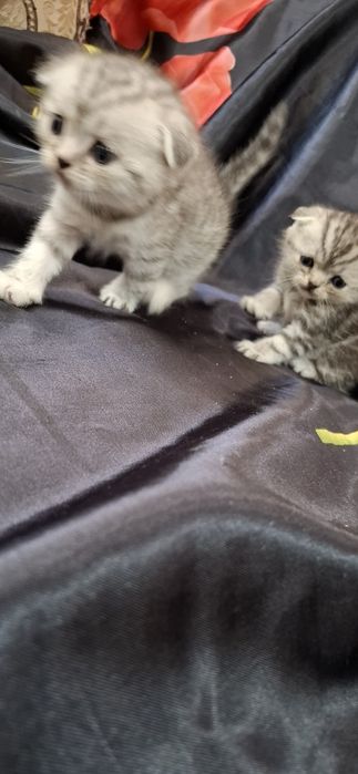 Шикарные вислоухие котята