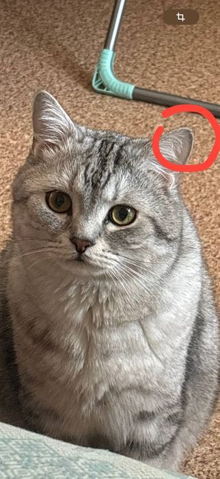 Пропал любимый кот