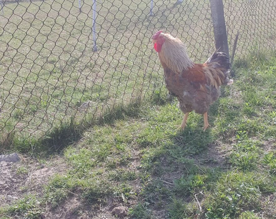 Cocoși de vânzare!