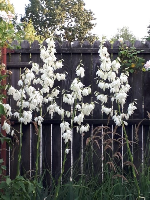 Yucca de gradina
