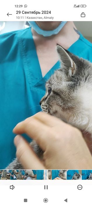 Кот 2,5 месяца , в хорошие руки