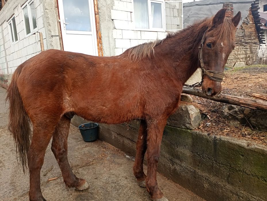 Cal castrat de 8 ani