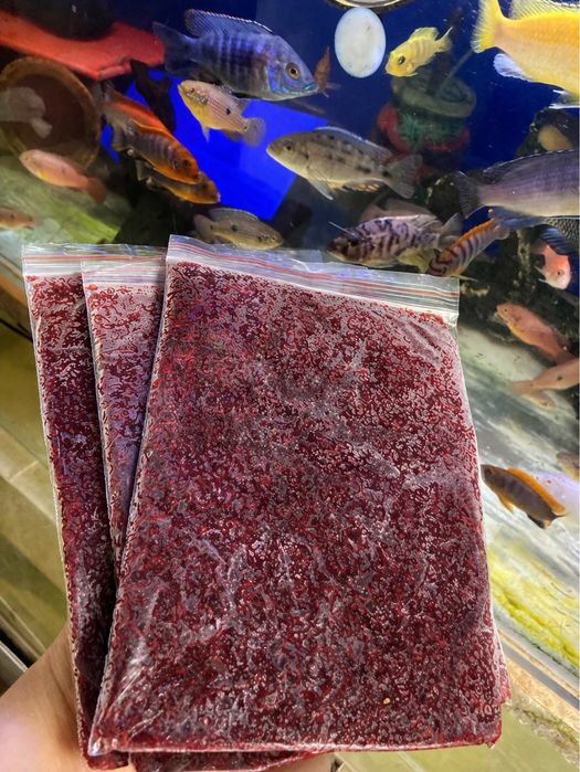 мотыль заморозка