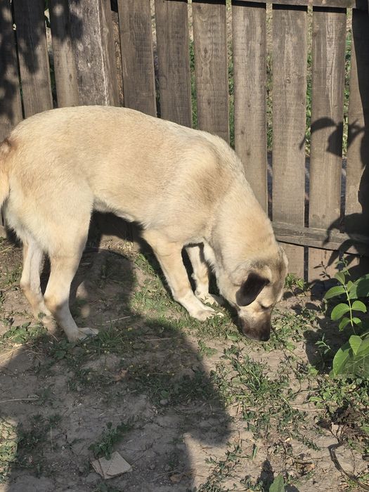 Azra – Kangal de rasă pură caută casă nouă