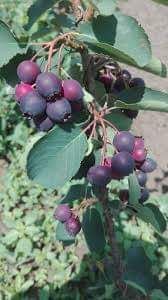 Afin saskaton la ghiveci