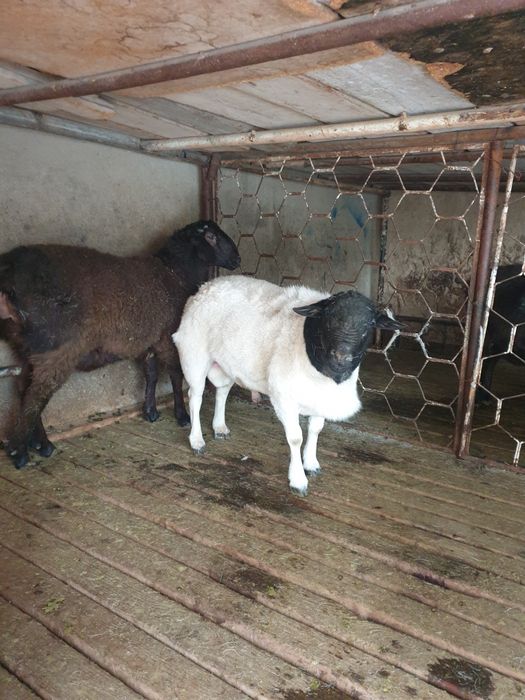 Dorper qochqor sotiladi