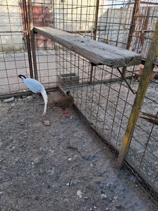 Vand sau schimb cu pauni