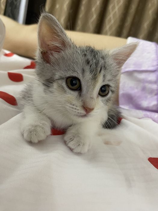 Кошка бесплатно