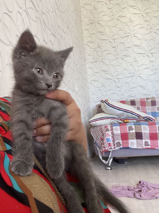 Кошка отдам бесплатно