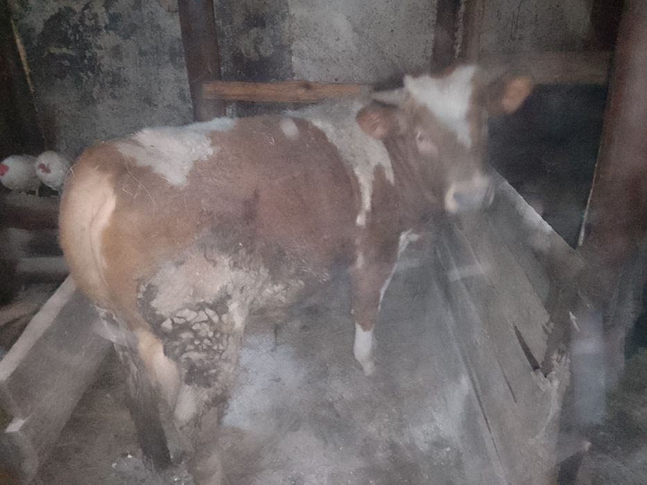 Продам быков 11-мес