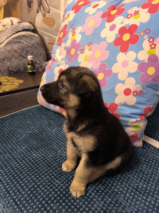 Отдам щенка в хорошие руки.