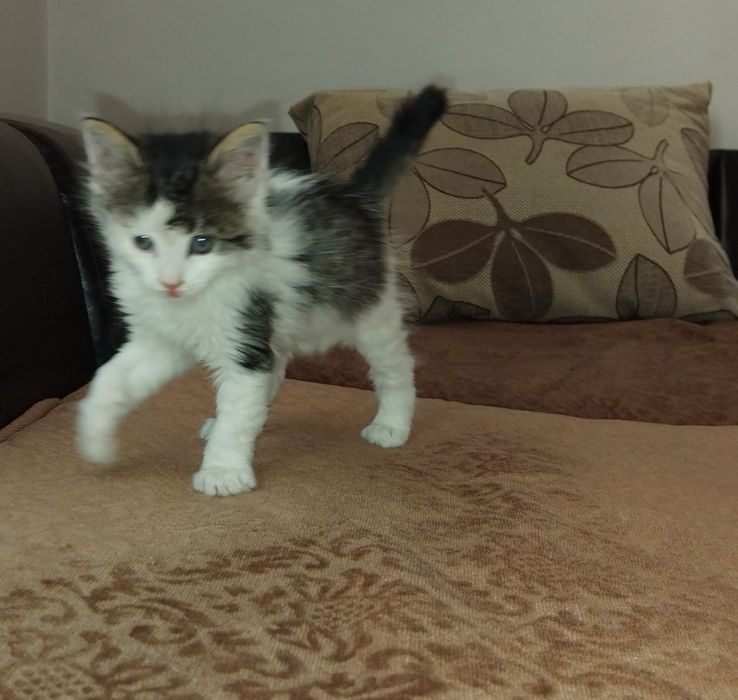 Подарявам женско котенце