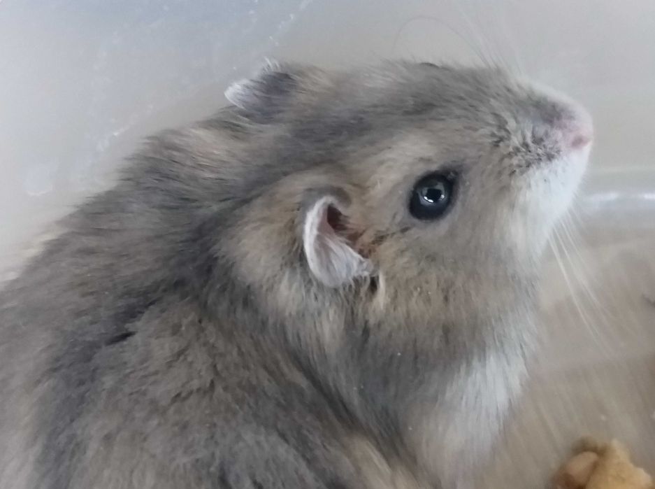 Acvariu pesti sau hamsteri 30x60cm complet echipat + hamsteri bonus