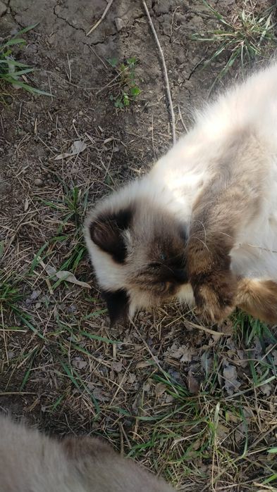 Отдам котика в добрые руки