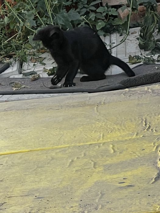 Котята мышеловы подарю