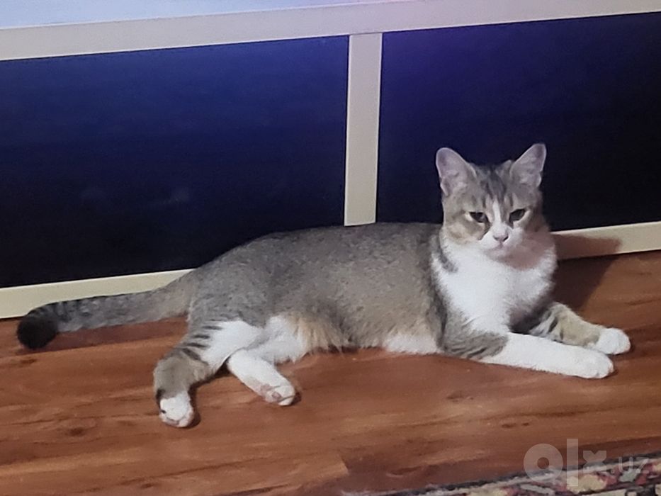 Кошка котёнок в ДОБРЫЕ РУКИ