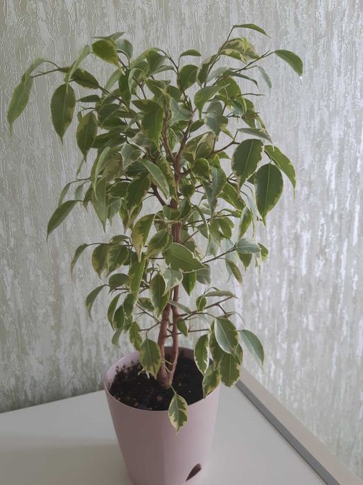 Фикус Бенджамина Кинки