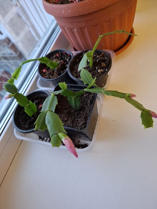 Продам кактус Шлюмберга (декабрист)