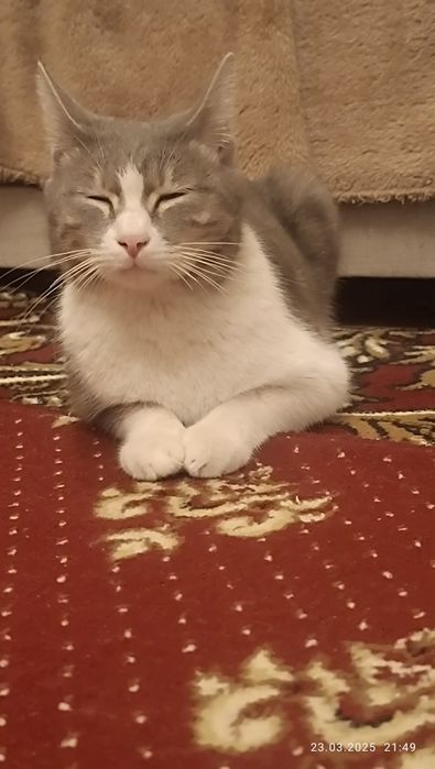 Домашние мушук йокимтой йош еркак йоки айол