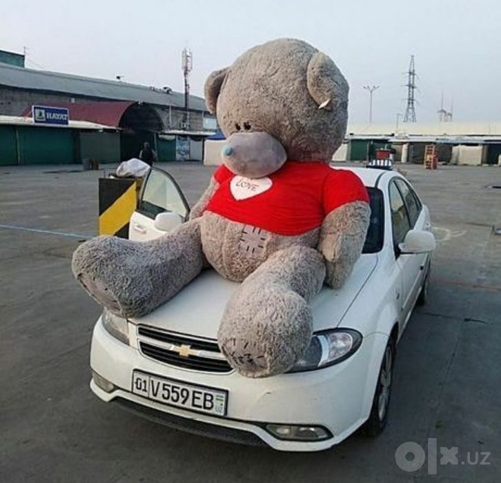 Teddy ayiqchalar Myaxkiy Ayiqchalar