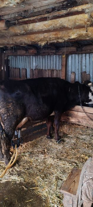 Vaca de vânzare buna de lapte