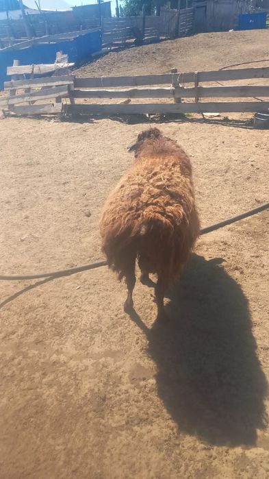 Қошқар сатылады