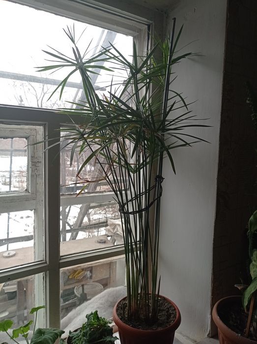 Продам комнатные растения