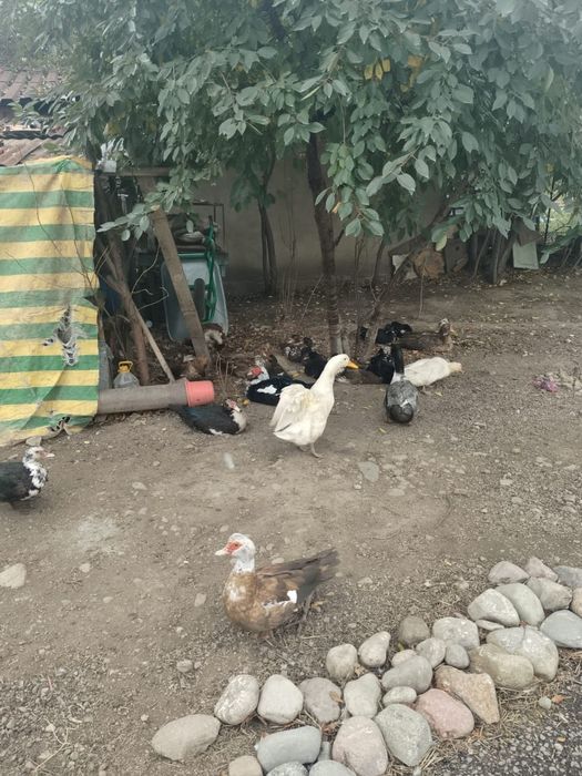 Срочно продам инда утка