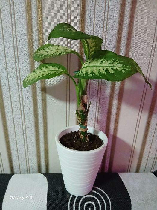 Продам домашние цветы