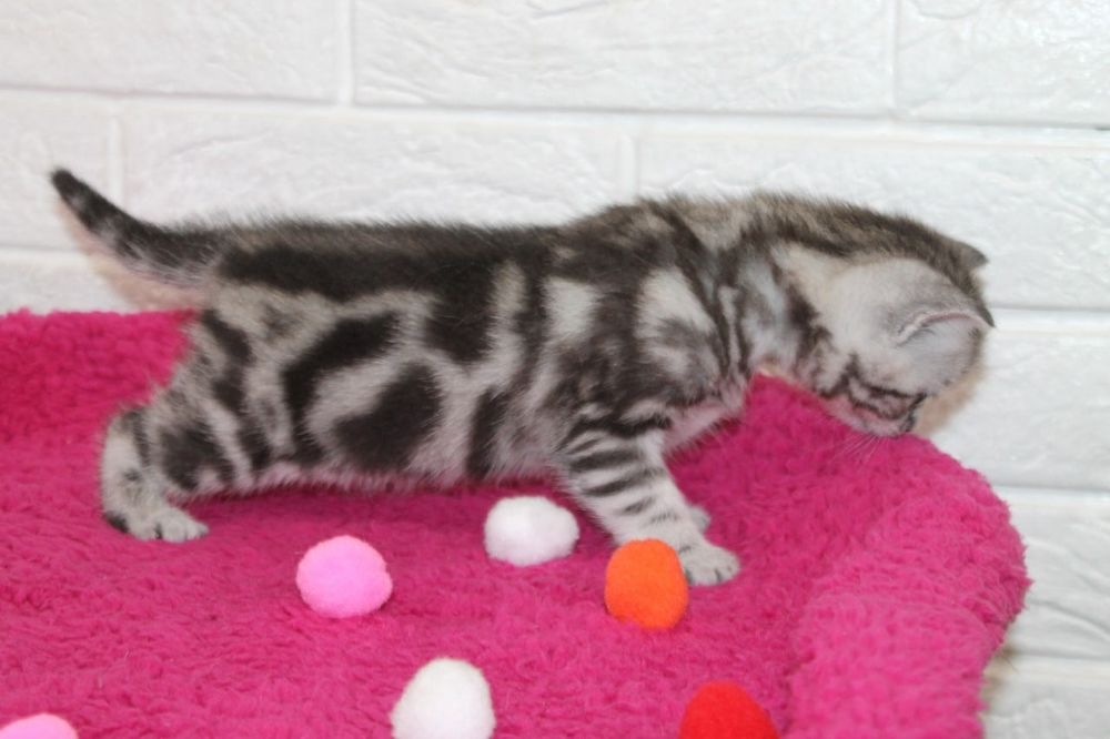 Очаровательные  Котята Скоттиш-Страйт