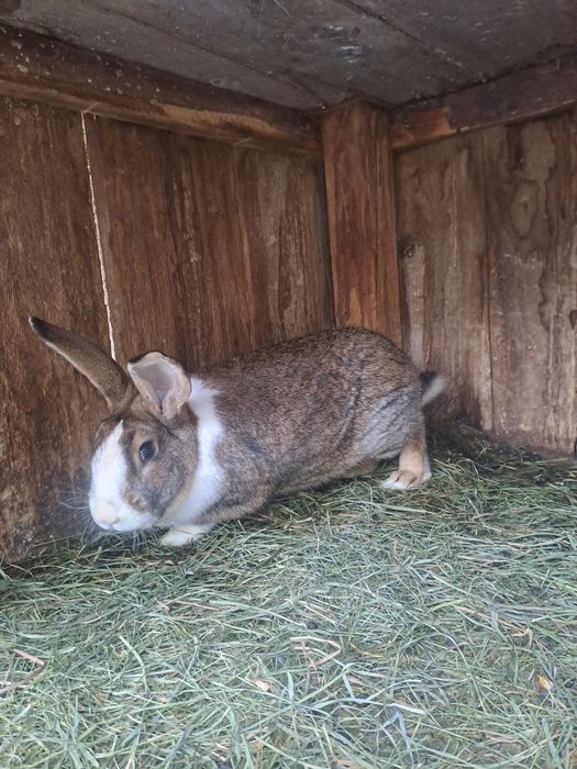 Vând sau schimb iepuri!