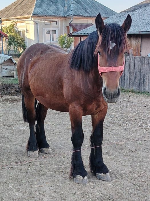 Vând mânz de 1 an și 6 luni din părinți Ardenez