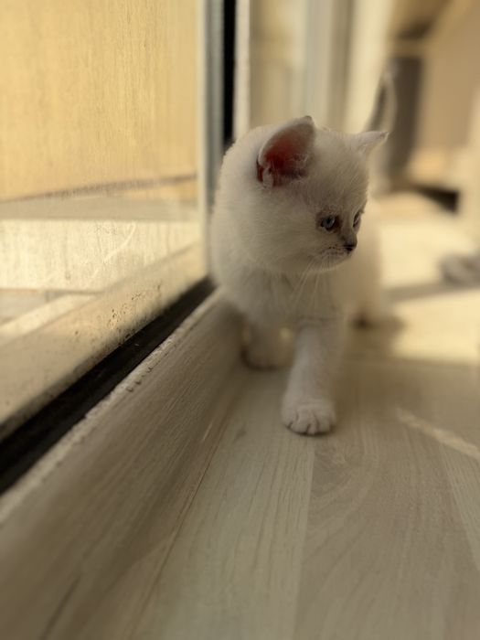 Продается британка шиншилла