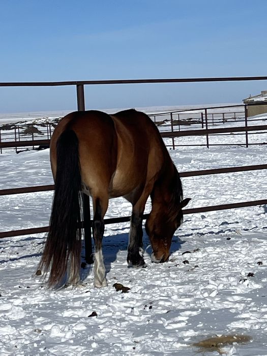 Продается жеребец