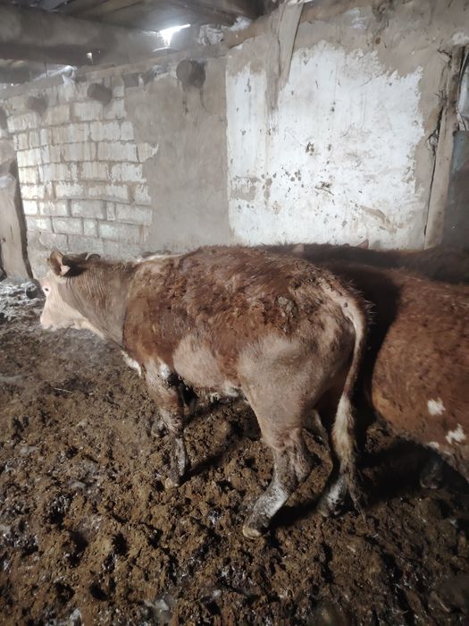 Продам Бычков 6 штук