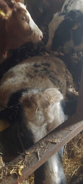 Vitei si vitele de vanzare